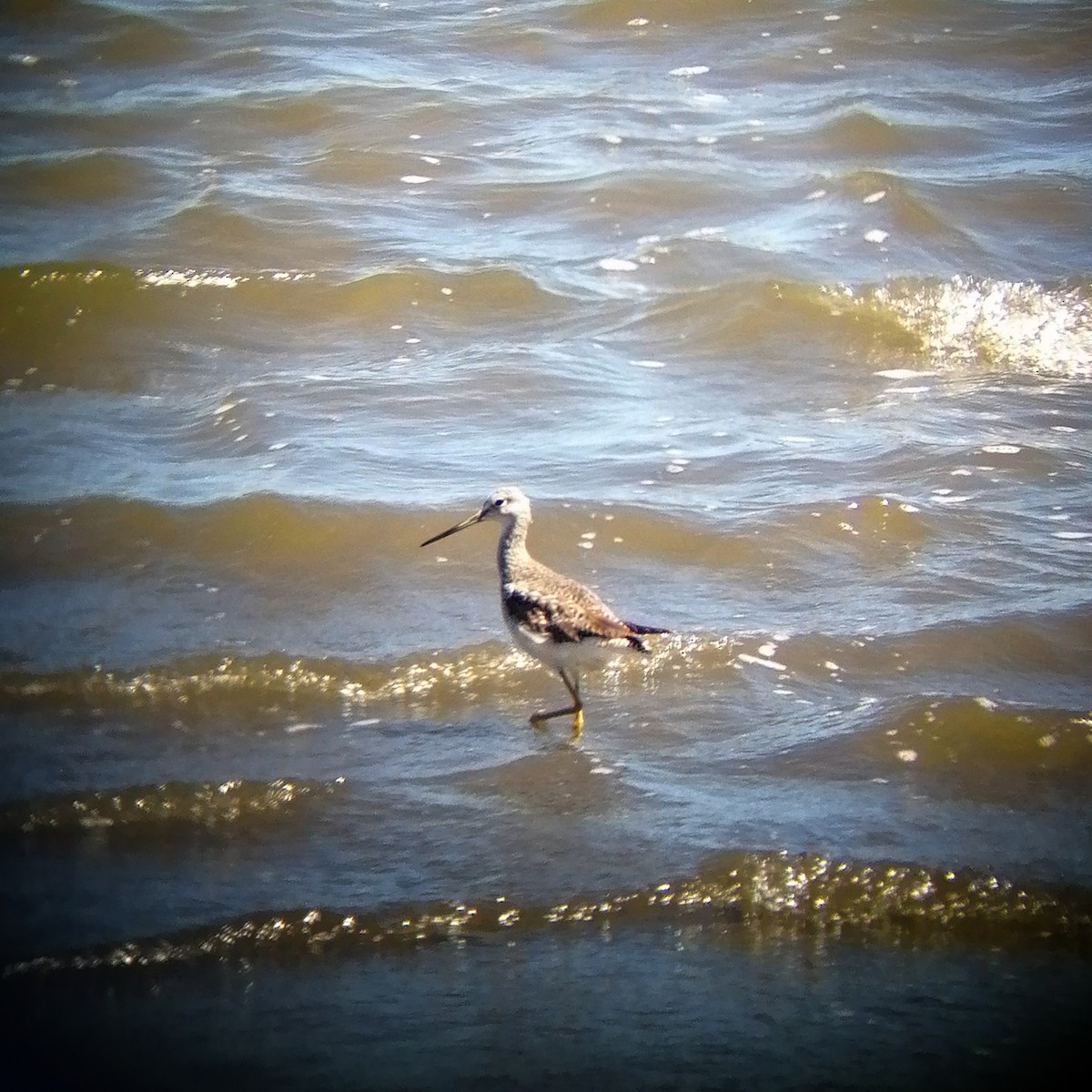 Greater Yellowlegs - ML389014391