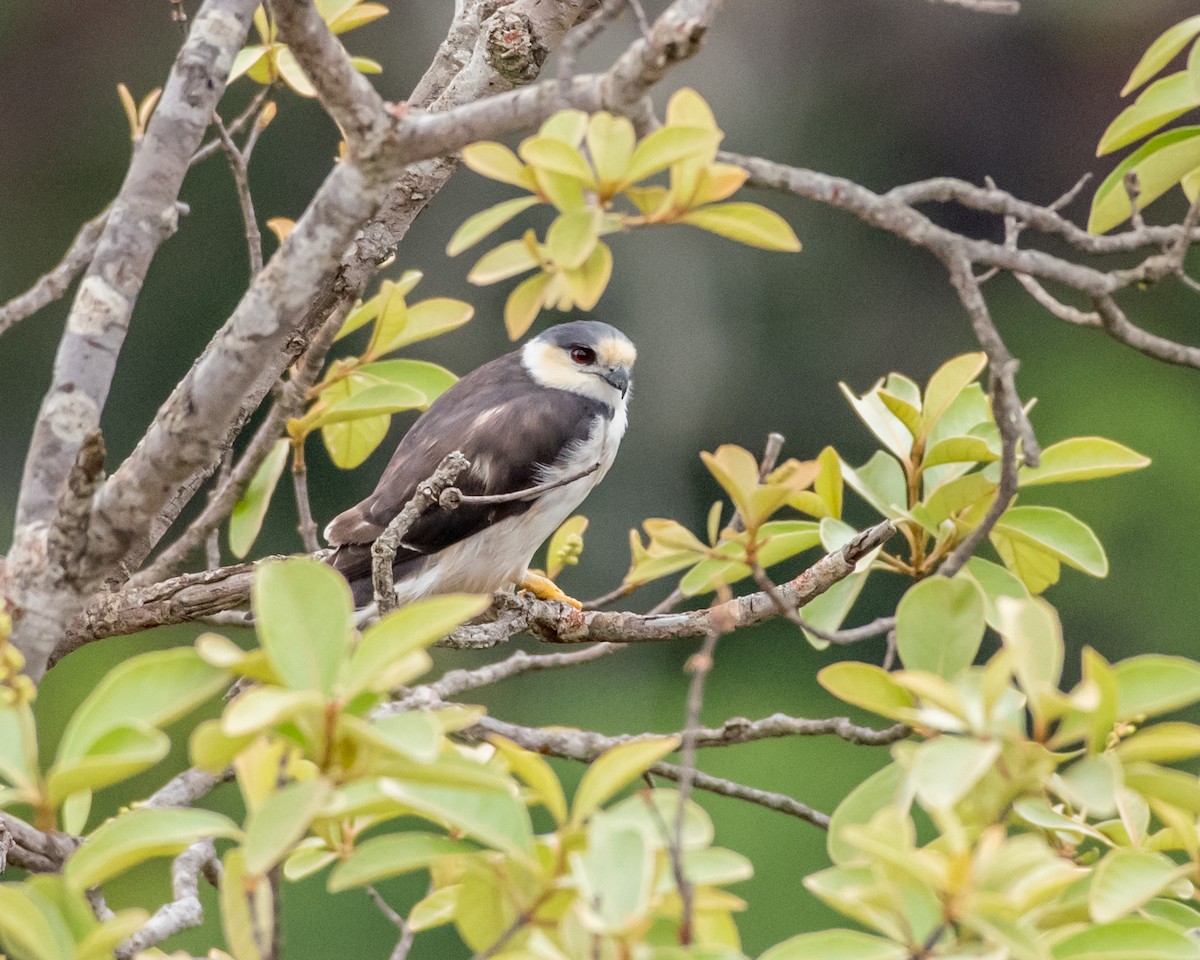 Pearl Kite - ML38901461