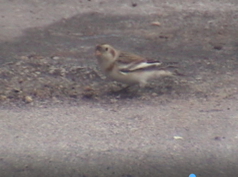 Snow Bunting - ML38901471