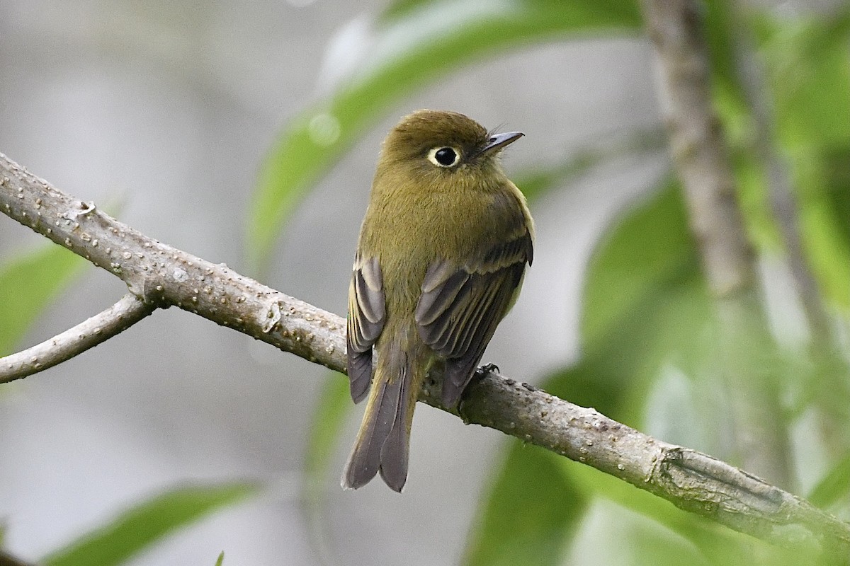 Yellowish Flycatcher - ML389015491