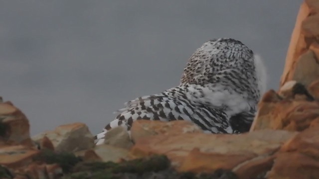 Snowy Owl - ML389016621