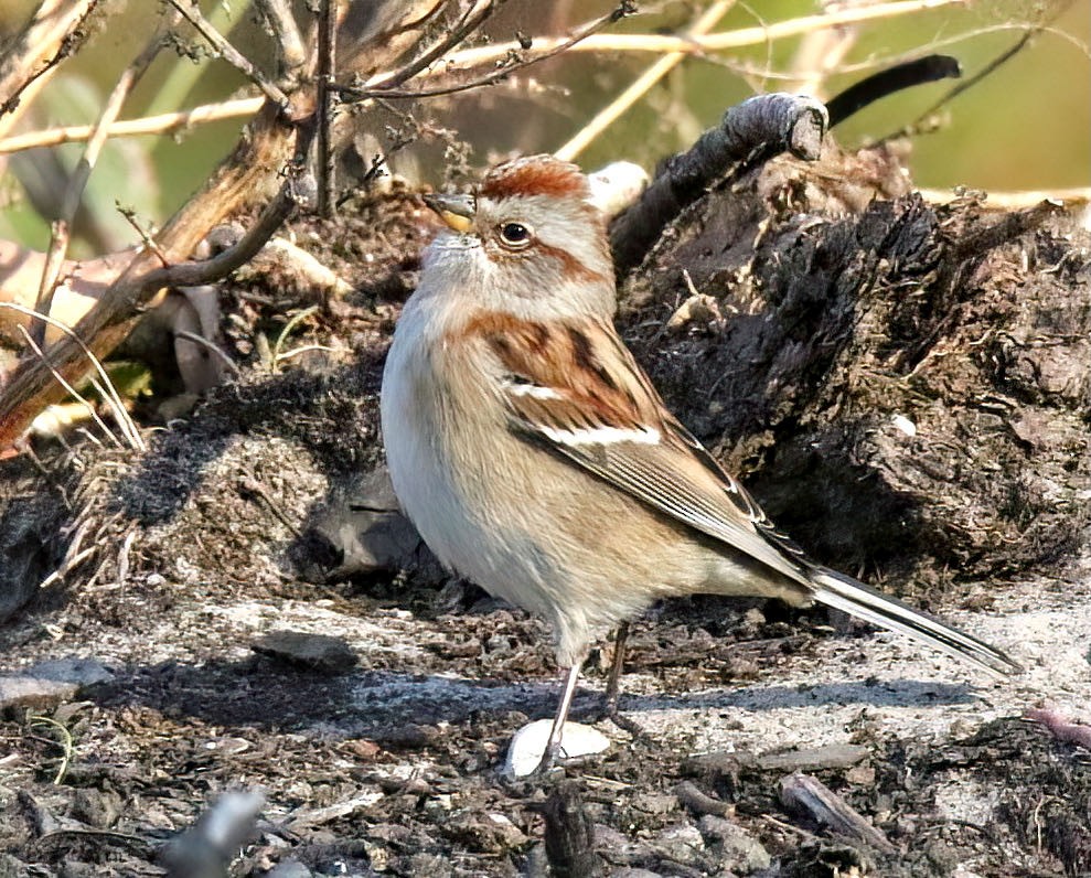 American Tree Sparrow - ML389016711