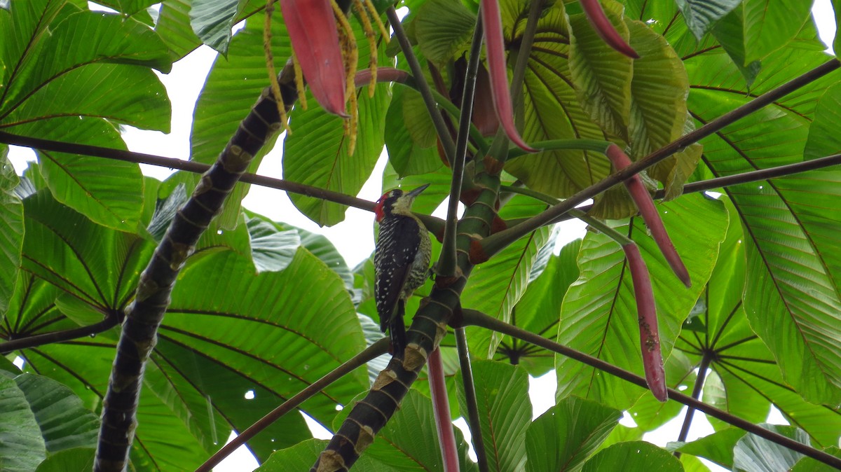 Black-cheeked Woodpecker - ML38901911