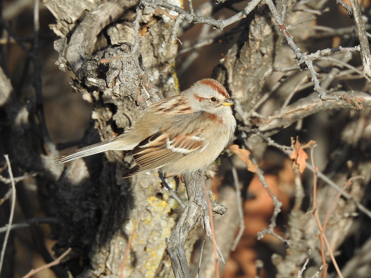 American Tree Sparrow - ML389020111