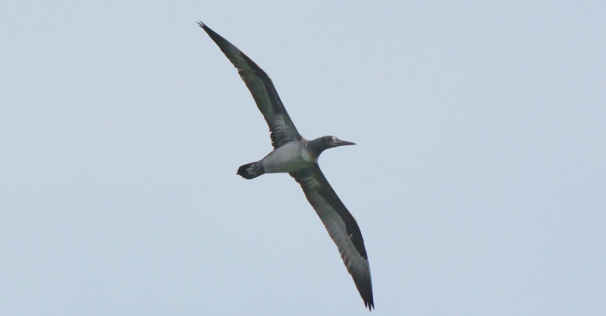 Northern Gannet - David Woodhouse