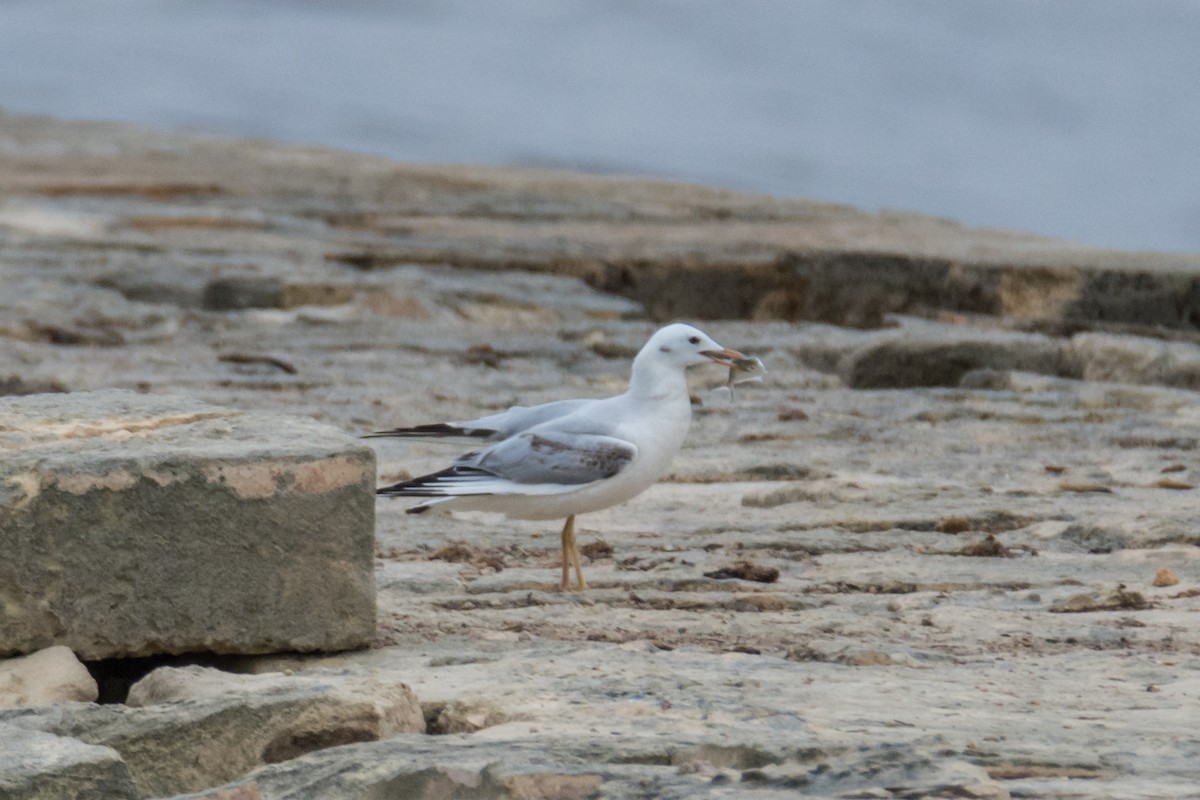 Slender-billed Gull - ML389023781