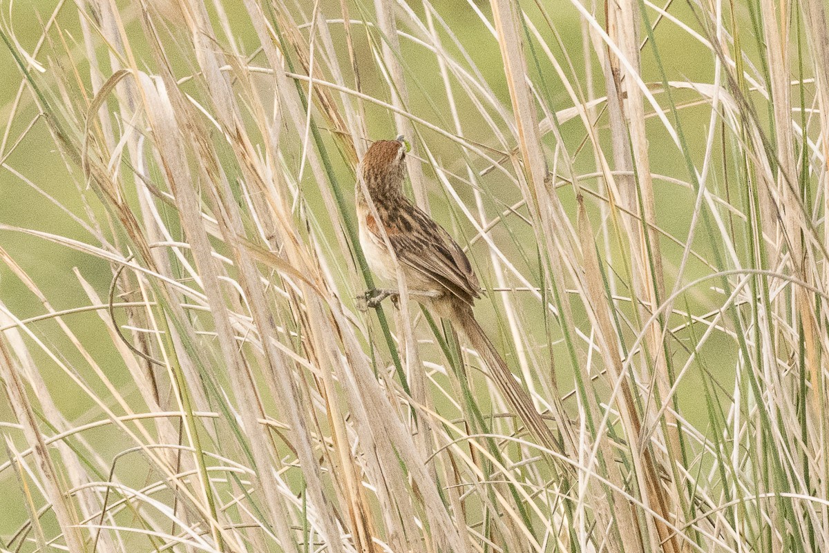 Chotoy Spinetail - ML389023861