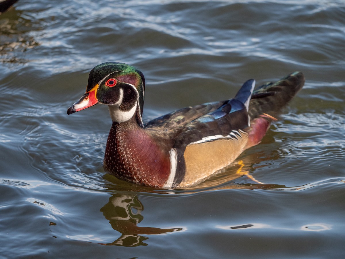 Wood Duck - Marisa Hernandez