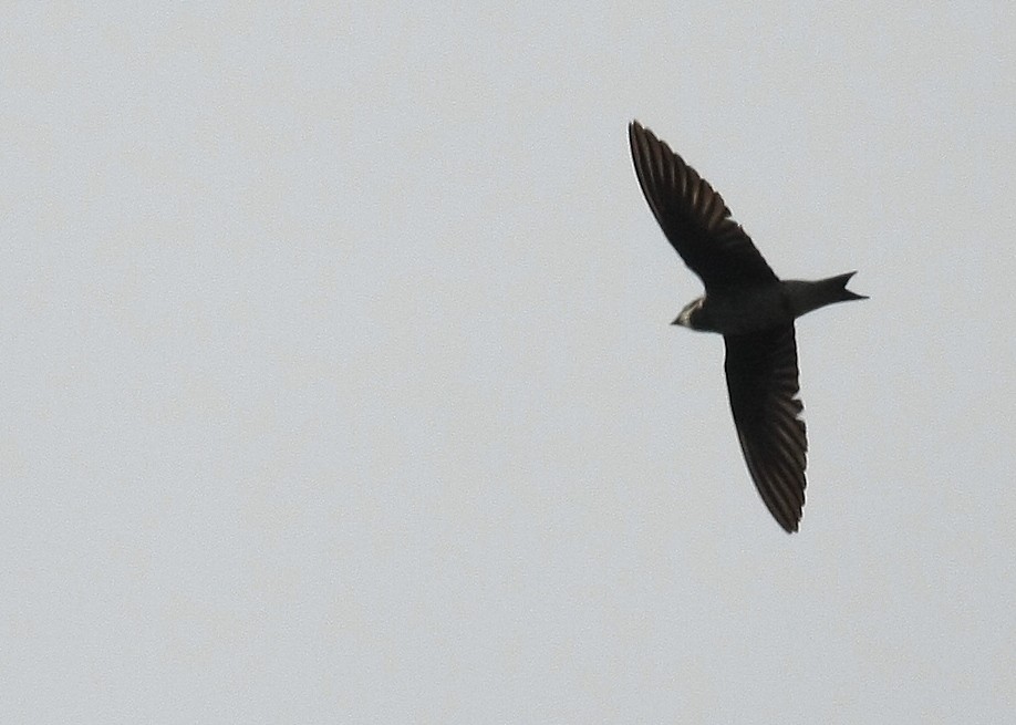 Purple Martin - Tim Lenz