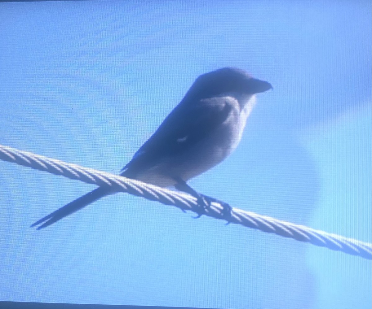 Loggerhead Shrike - ML389029111