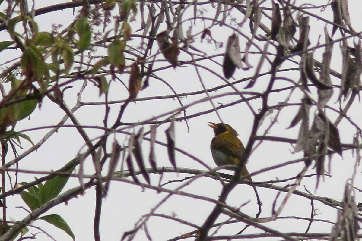 Guira Tanager - ML389029981