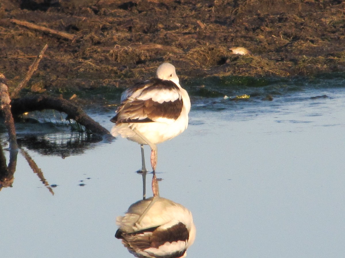 American Avocet - Steven Joyner