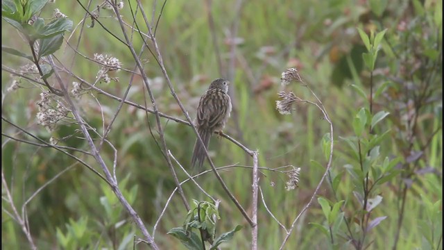 Wedge-tailed Grass-Finch - ML389033021