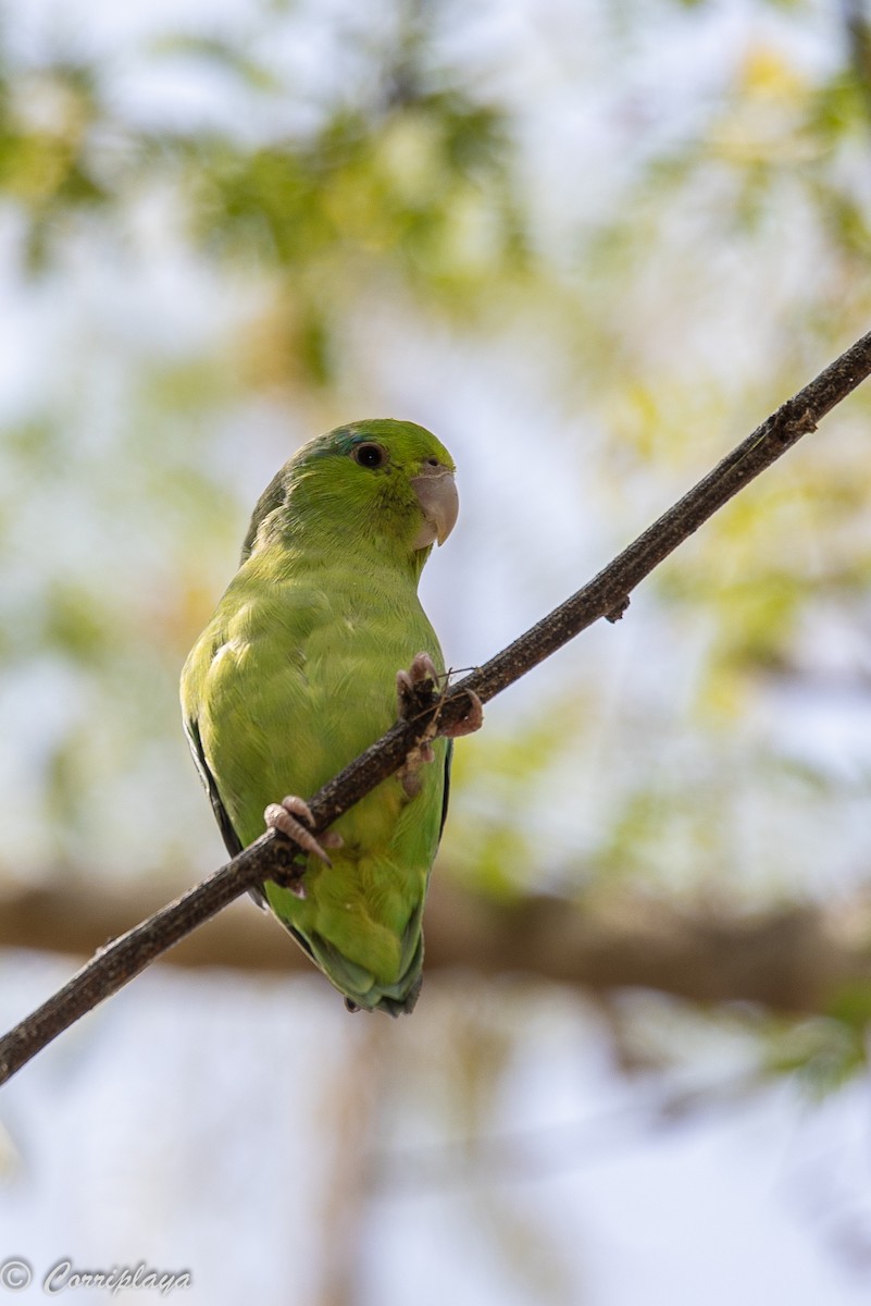 Pacific Parrotlet - Fernando del Valle