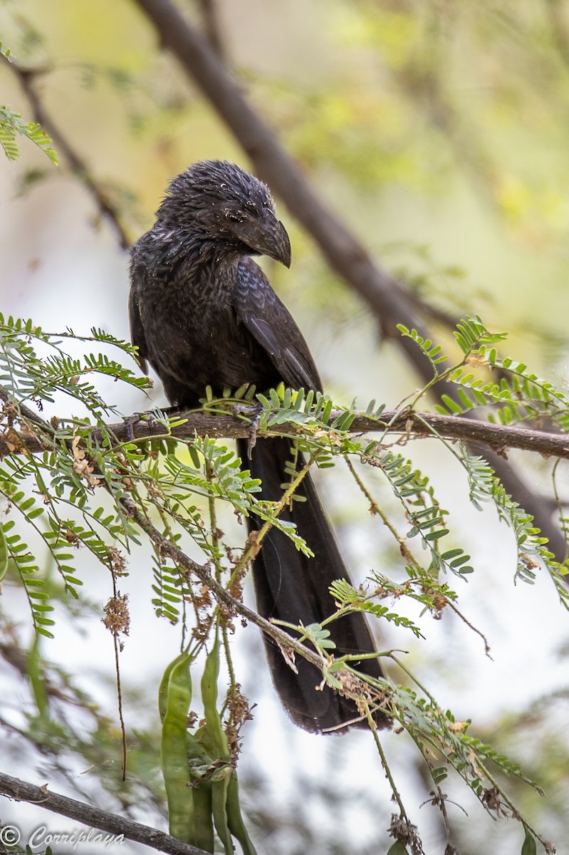 Groove-billed Ani - Fernando del Valle