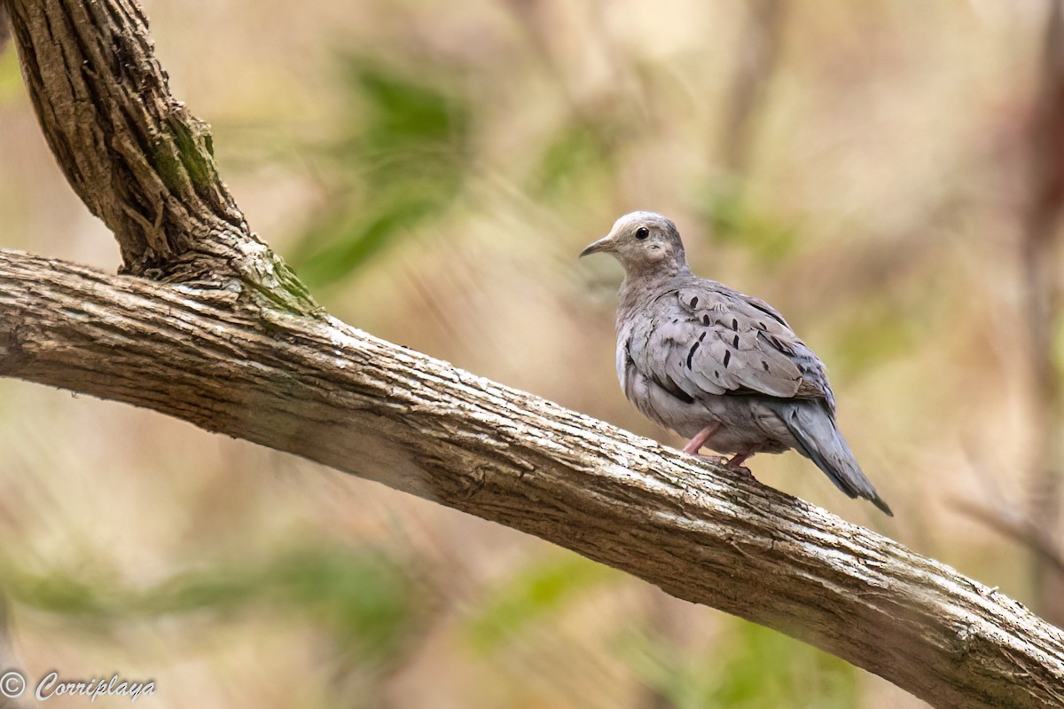 Ecuadorian Ground Dove - ML389036731