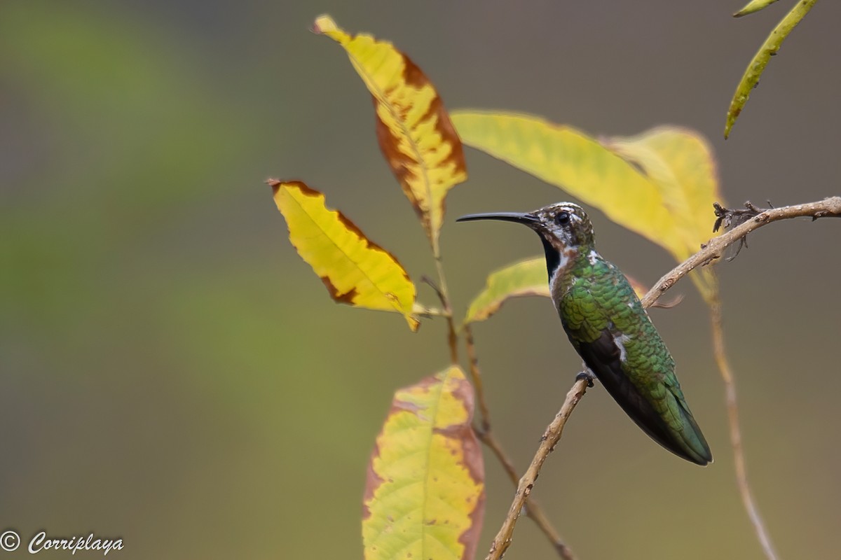 Black-throated Mango (Ecuadorian) - ML389036781