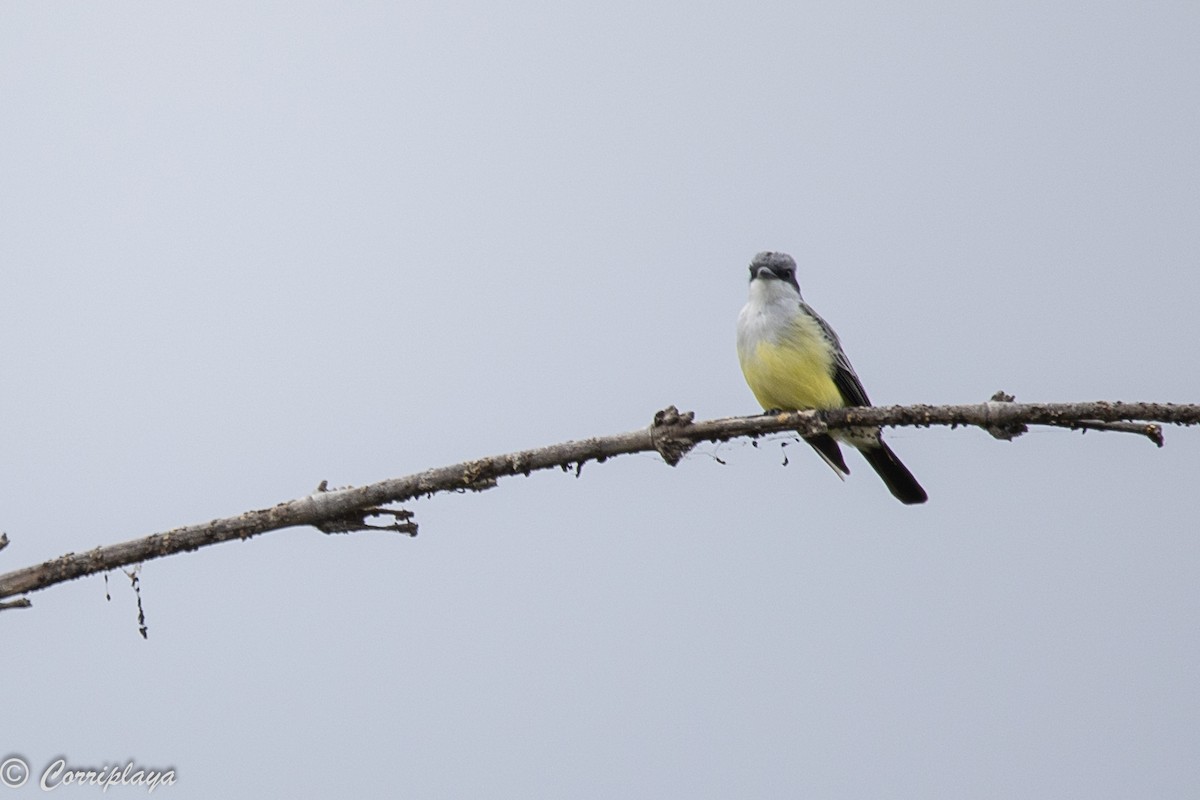 Snowy-throated Kingbird - ML389036901