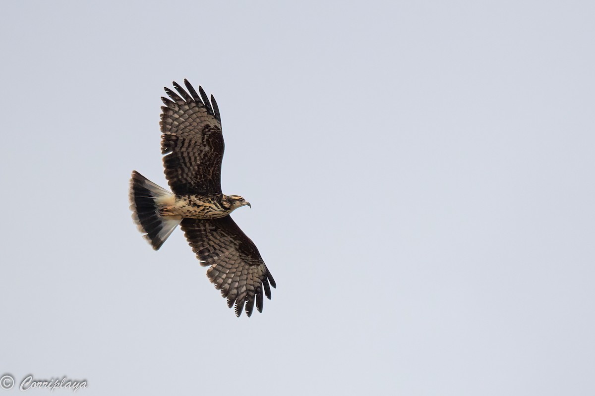 Snail Kite - Fernando del Valle