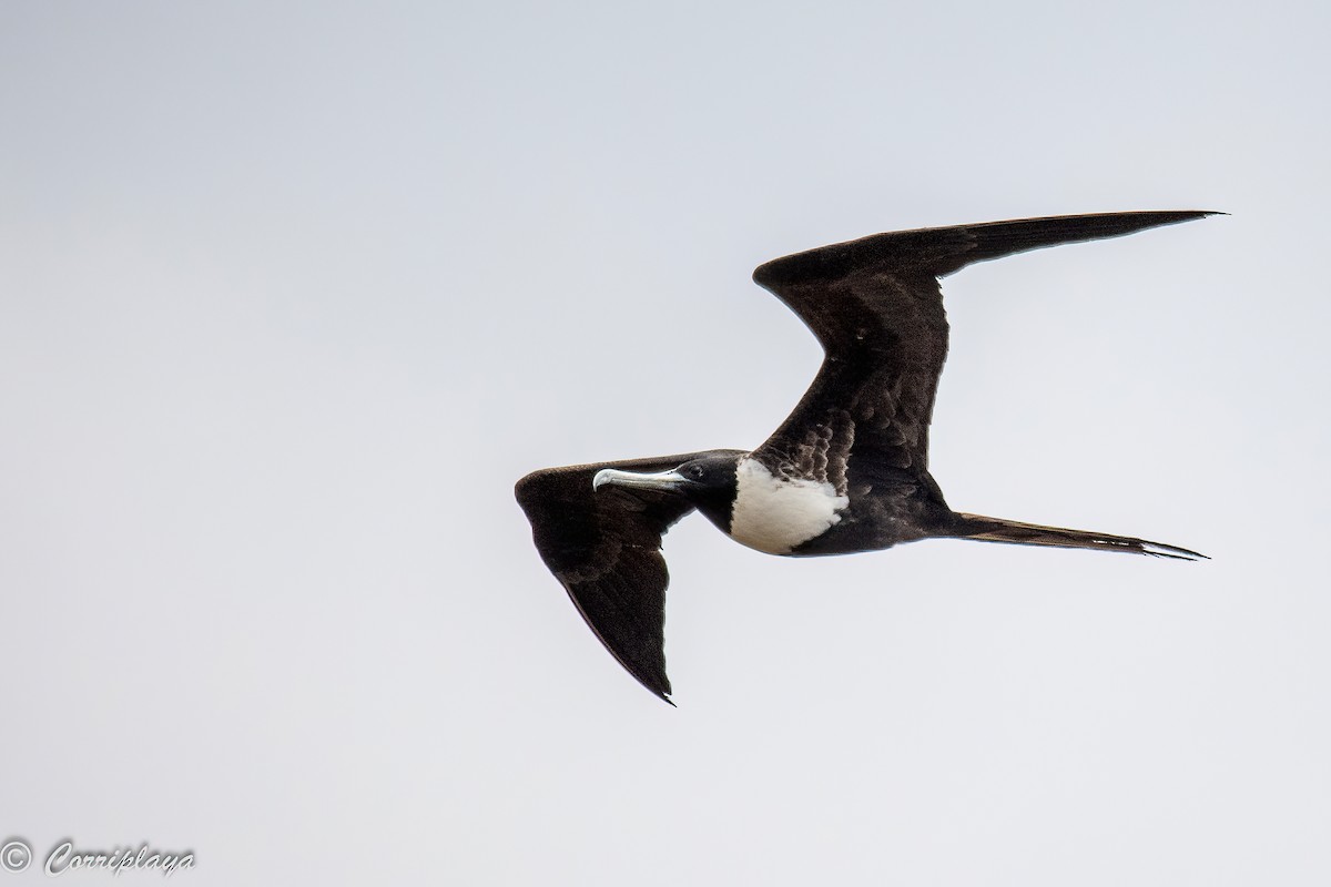 Magnificent Frigatebird - ML389037221