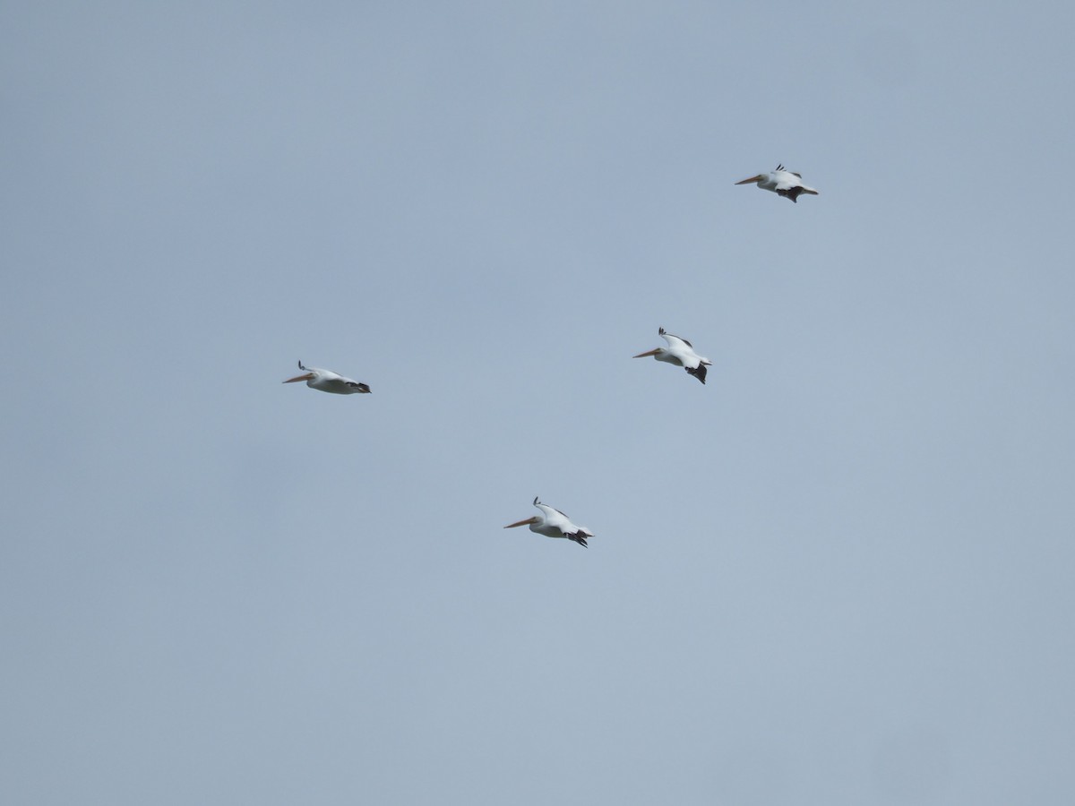 American White Pelican - ML389038001