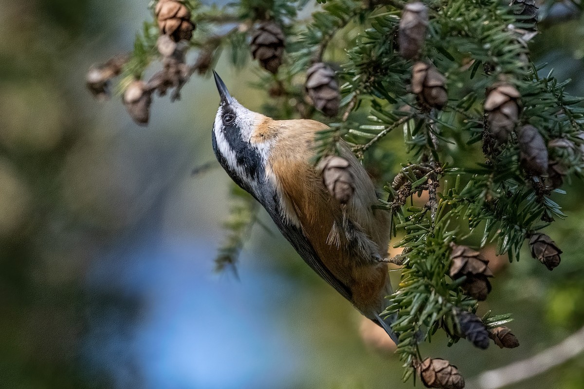 Red-breasted Nuthatch - Donna Keller