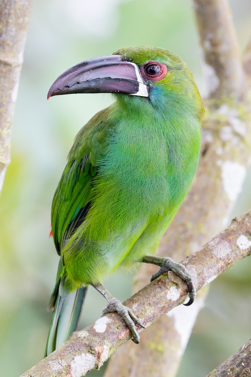 Crimson-rumped Toucanet - ML389038151