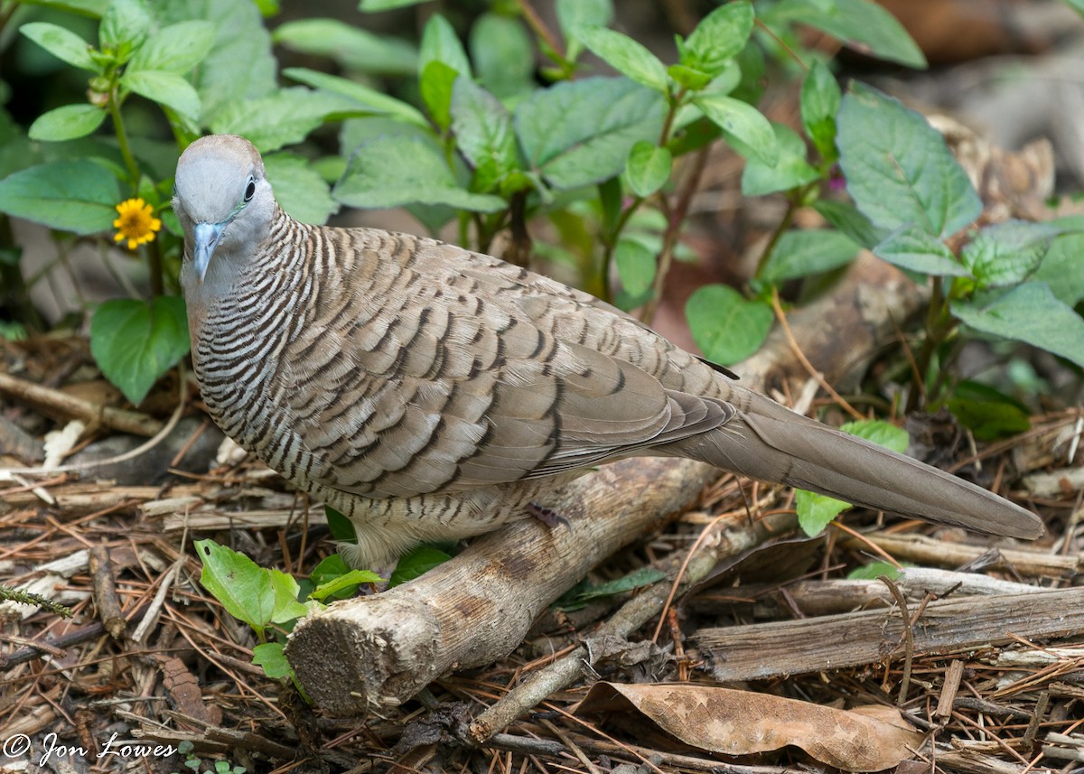 Zebra Dove - ML389038431