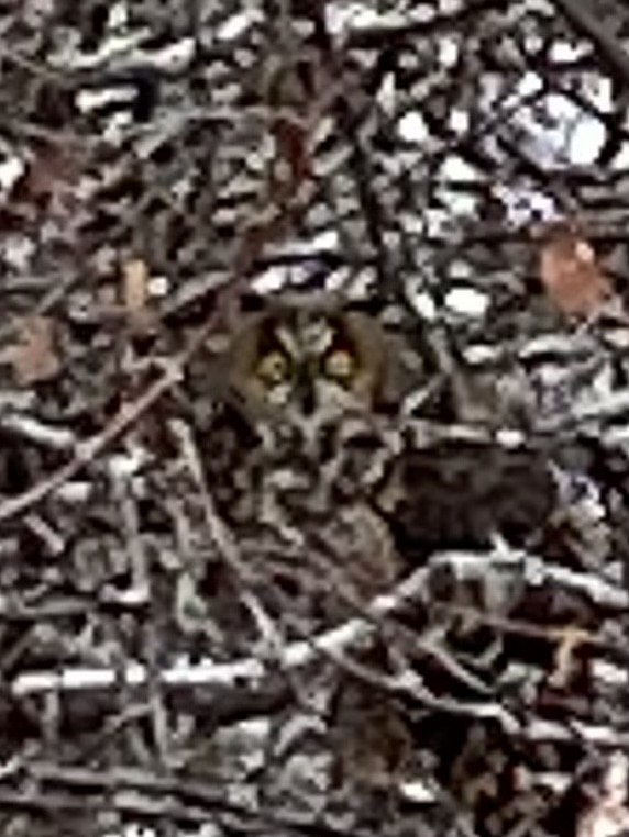 Long-eared Owl - Huw Williams