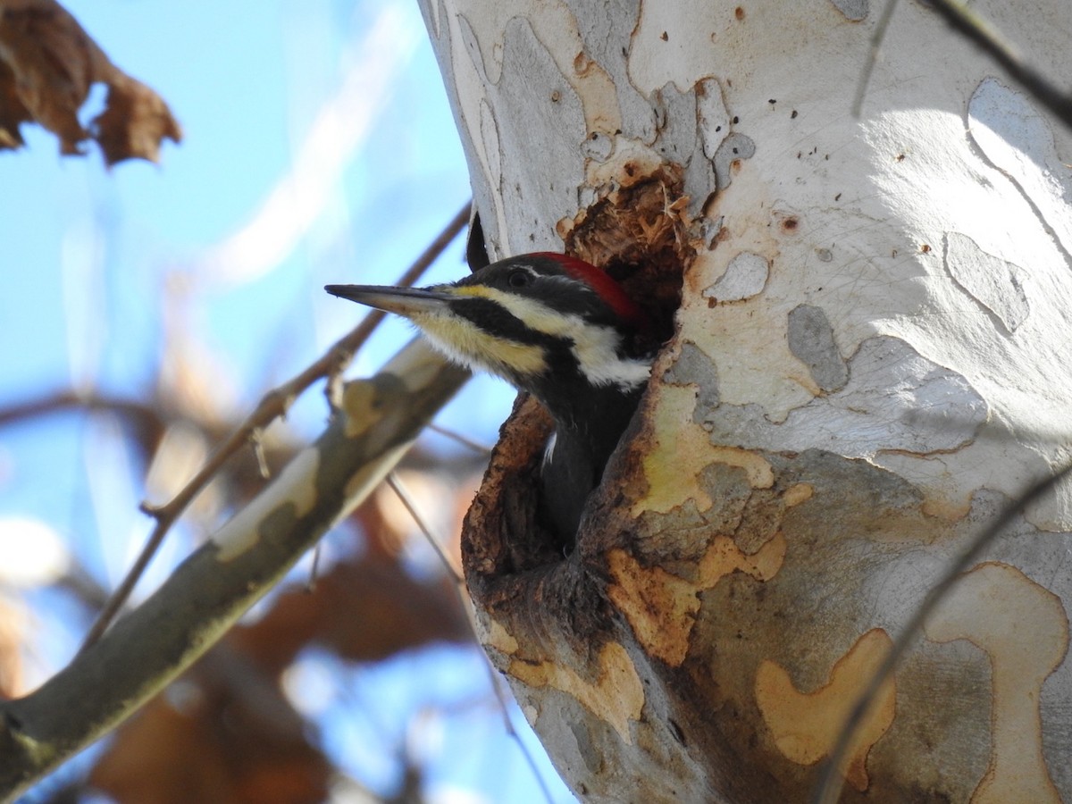 Pileated Woodpecker - ML389043451