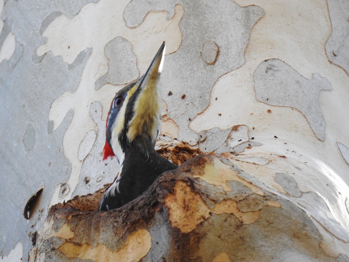 Pileated Woodpecker - ML389043491
