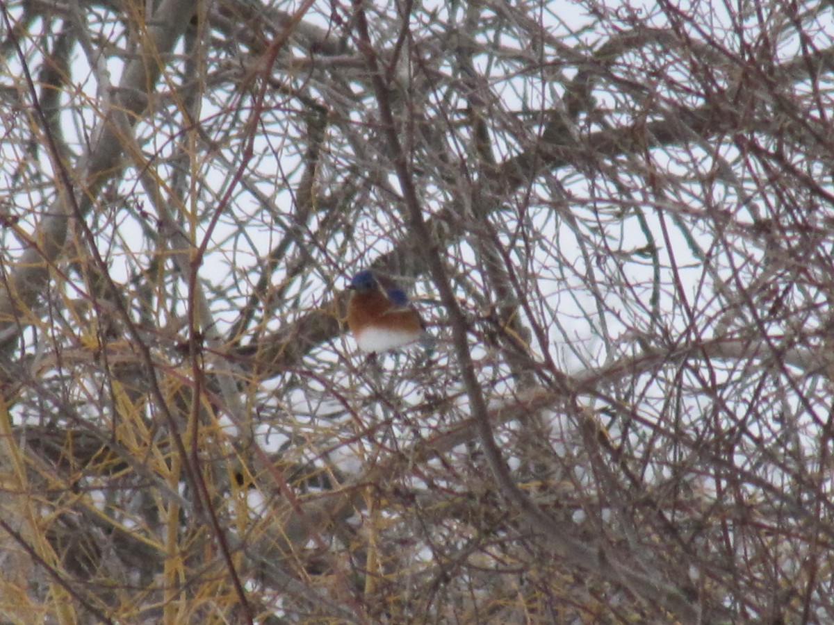 Eastern Bluebird - ML38904361