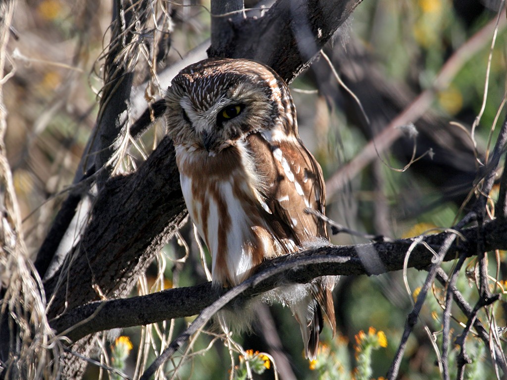 Northern Saw-whet Owl - Dick Dionne