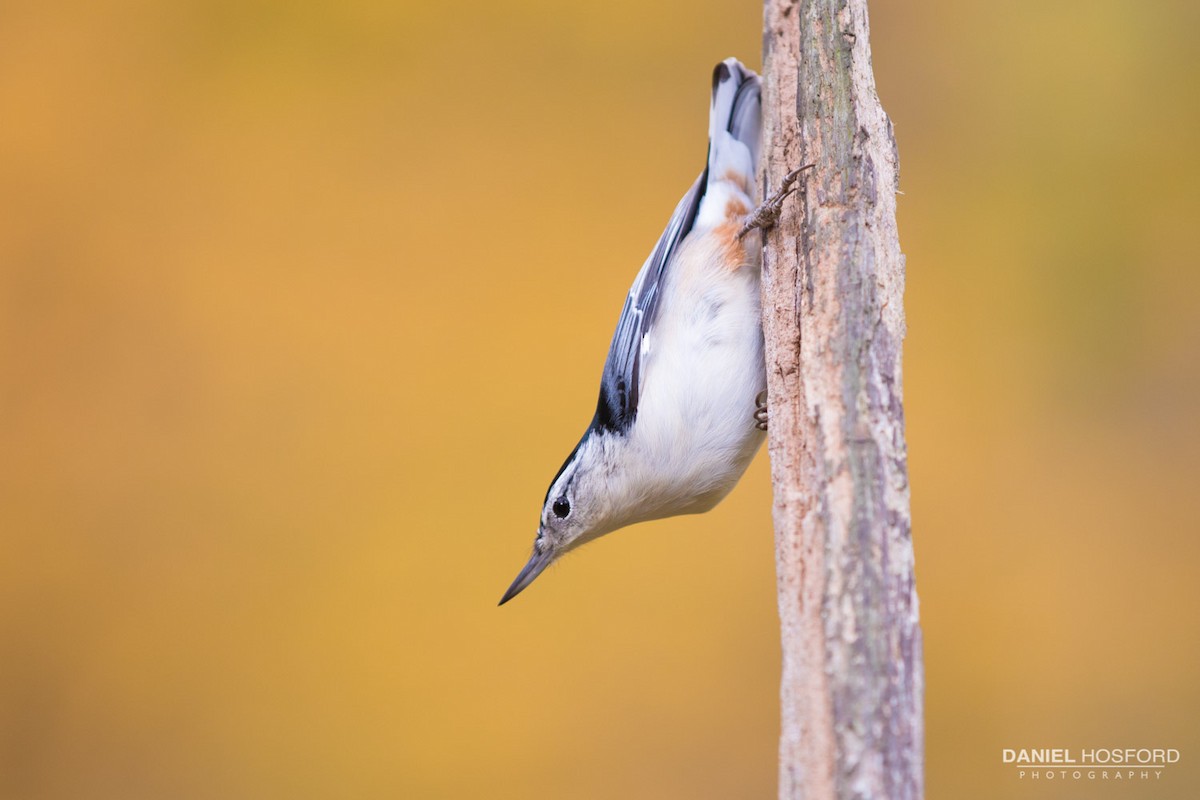 White-breasted Nuthatch - ML38904541
