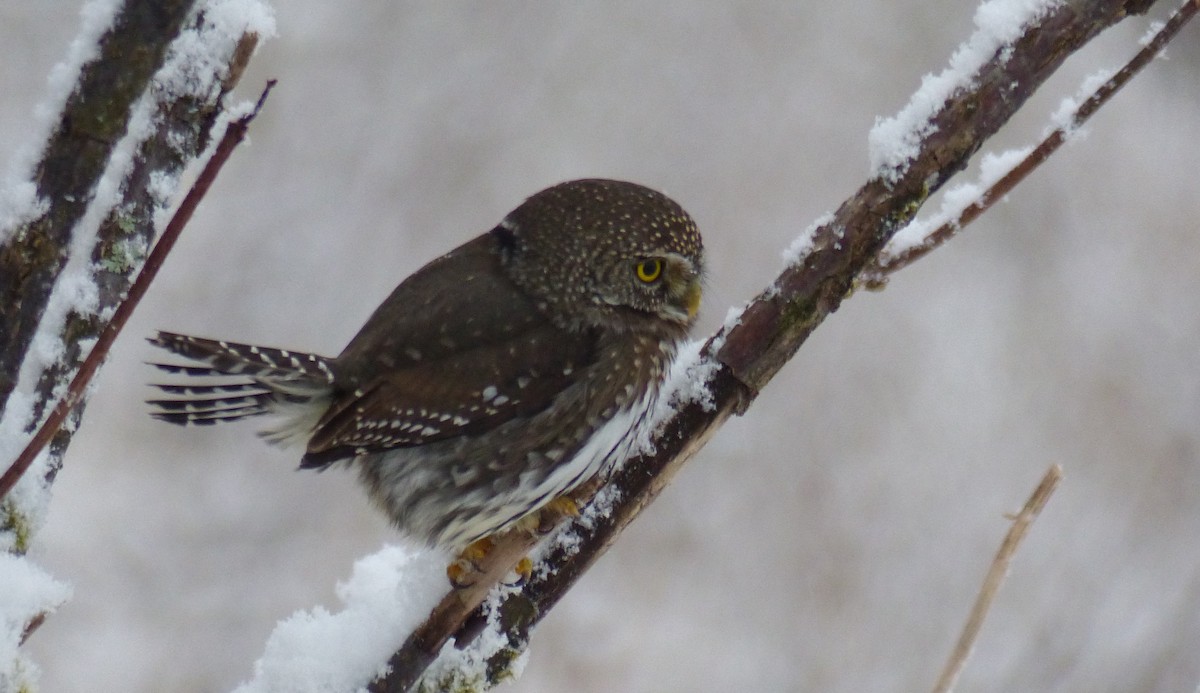 Northern Pygmy-Owl - ML389045441