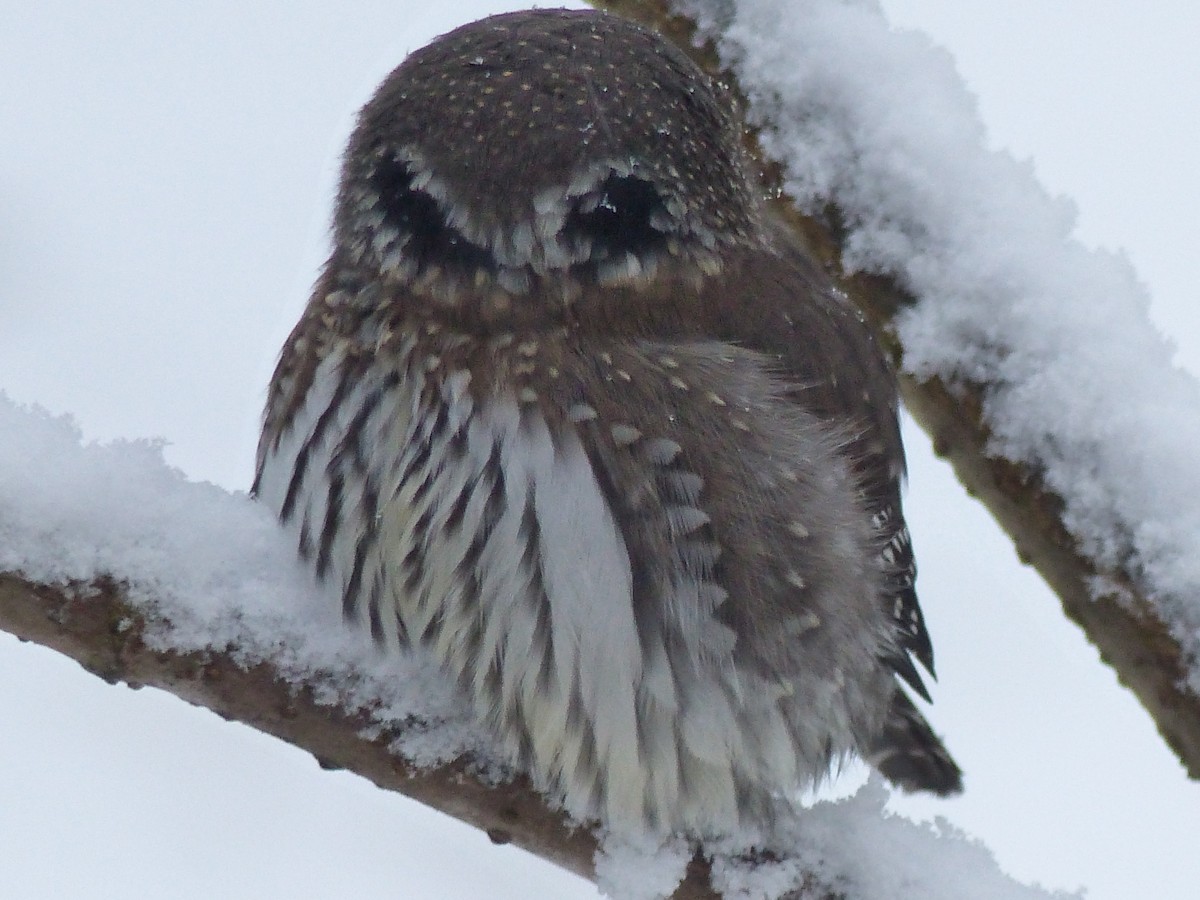 Northern Pygmy-Owl - ML389045481