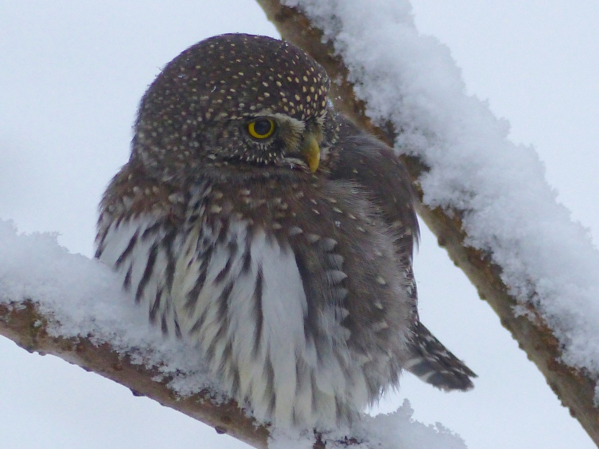 Northern Pygmy-Owl - ML389045491