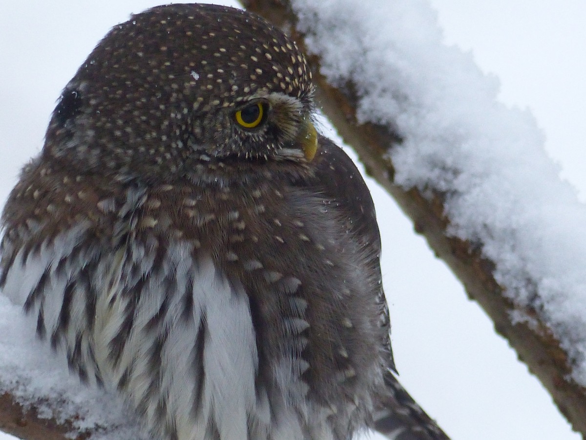 Northern Pygmy-Owl - ML389045501