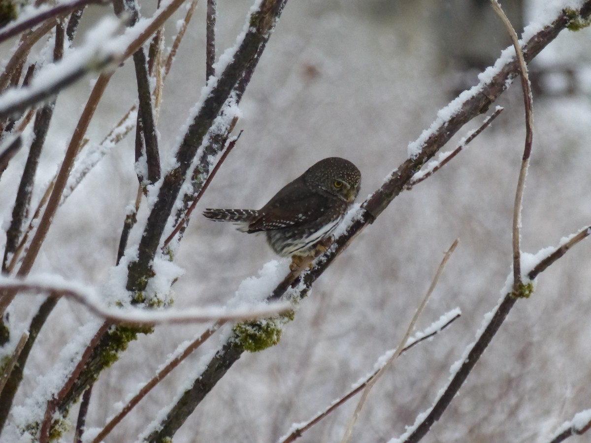 Northern Pygmy-Owl - ML389045511