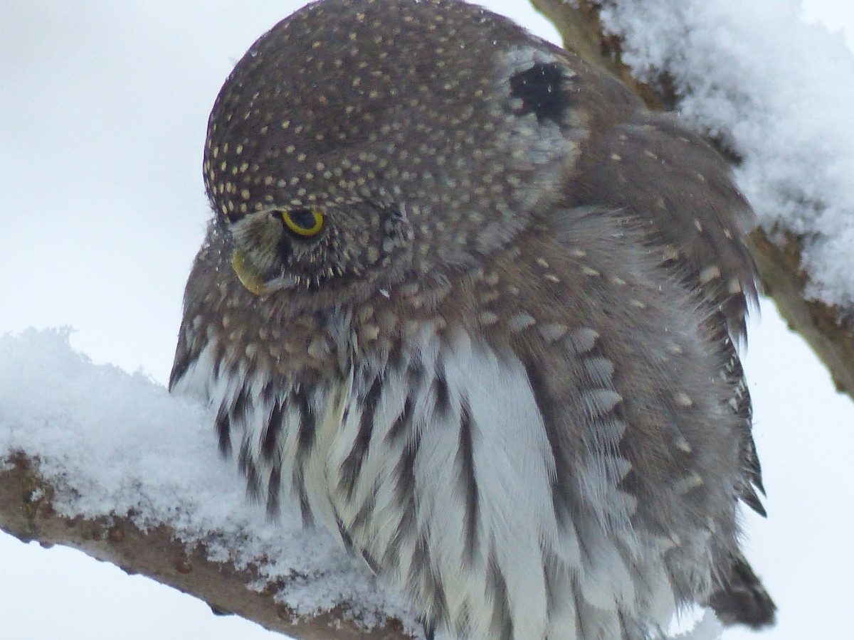 Northern Pygmy-Owl - ML389045541