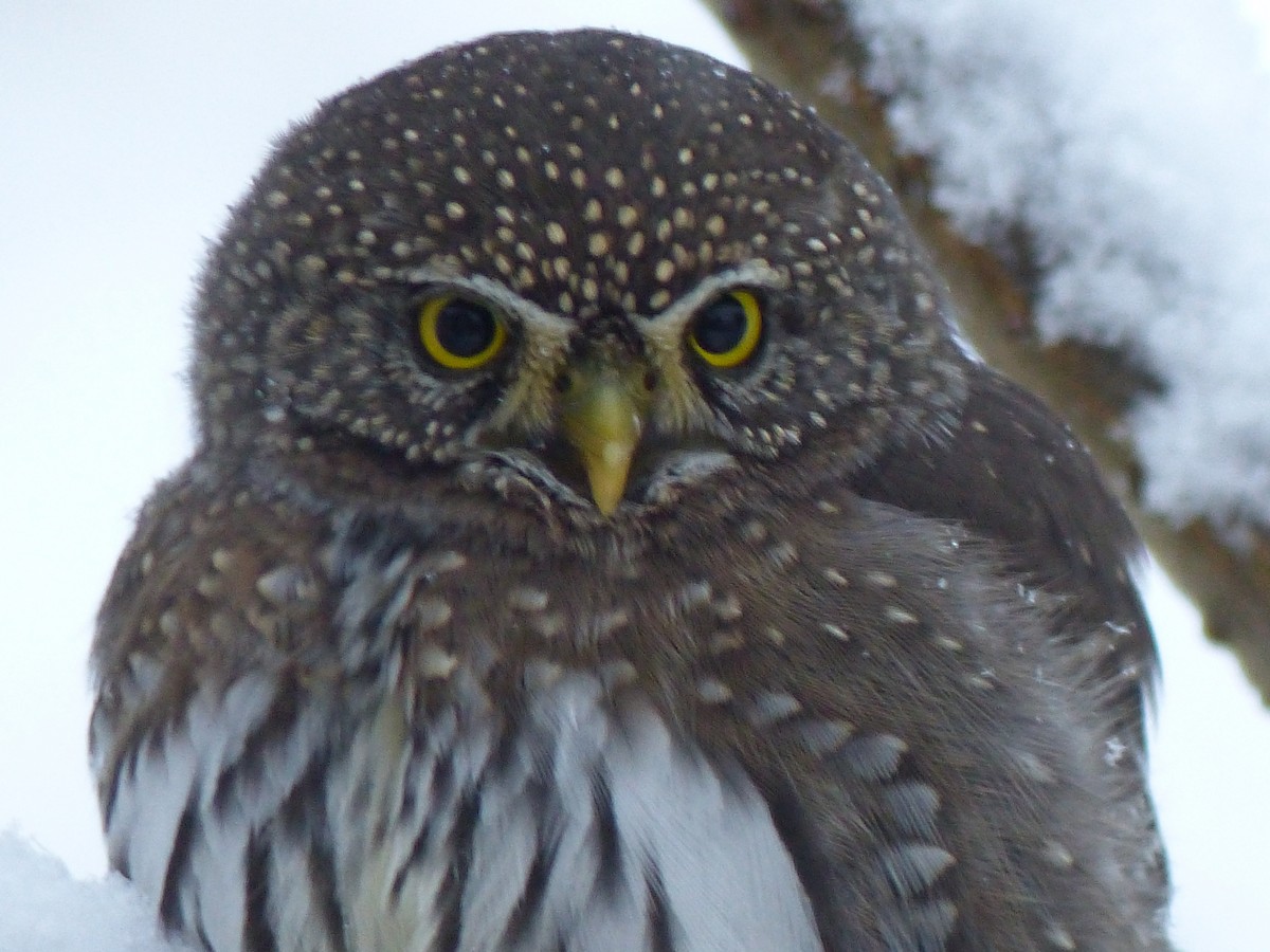 Northern Pygmy-Owl - ML389045551