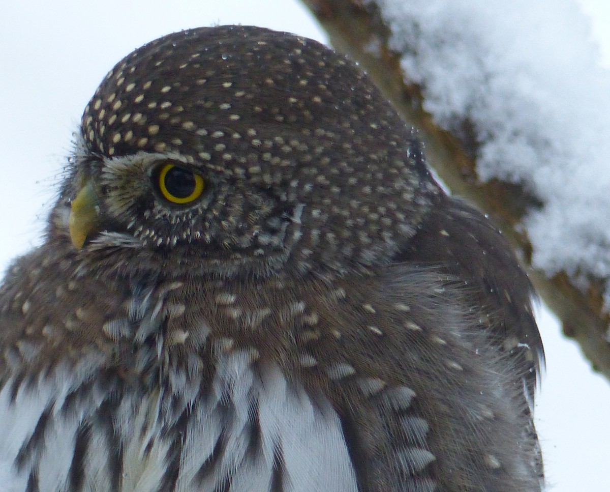 Northern Pygmy-Owl - ML389045621