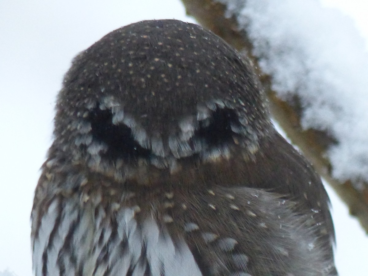 Northern Pygmy-Owl - ML389045631