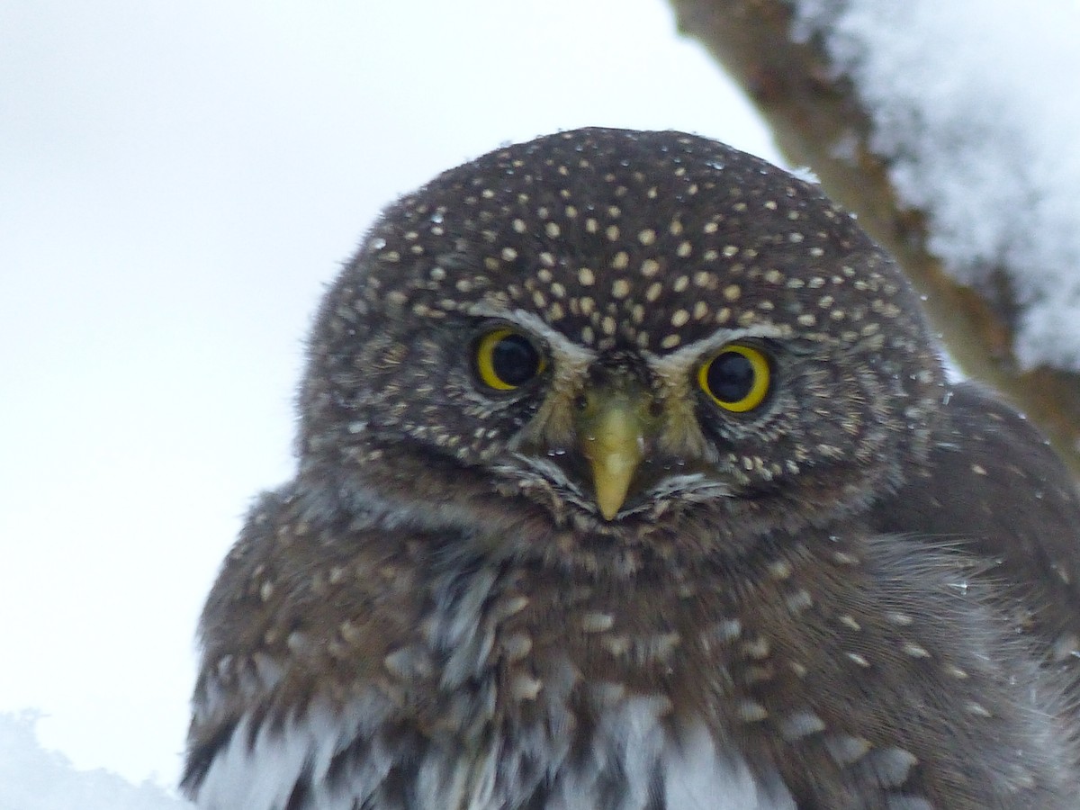 Northern Pygmy-Owl - ML389045661