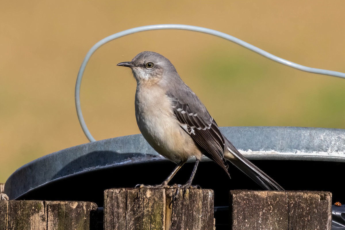 Пересмішник багатоголосий - ML389051031