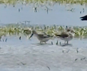 shorebird sp. - ML389051321