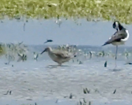 ub. vader (Charadriiformes sp.) - ML389051341