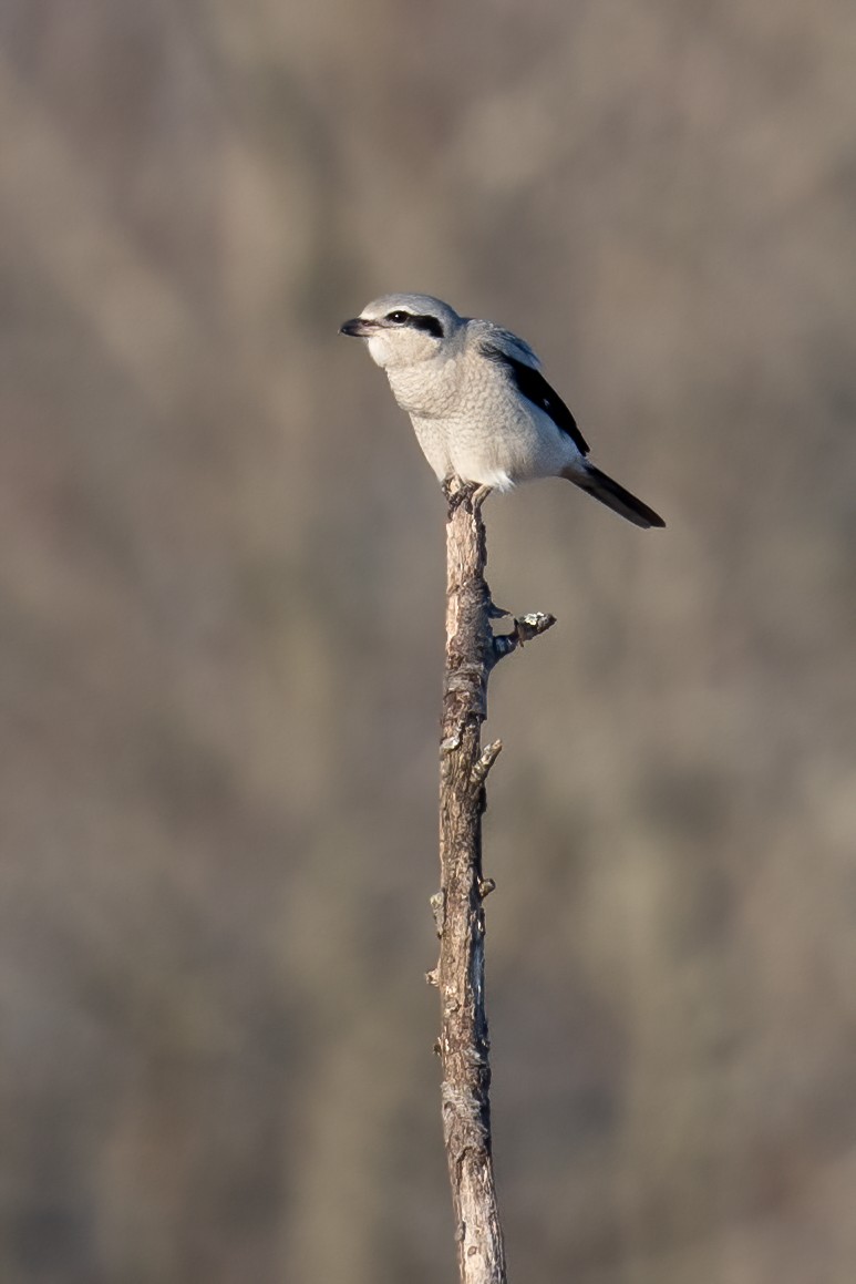 Northern Shrike - ML389051631