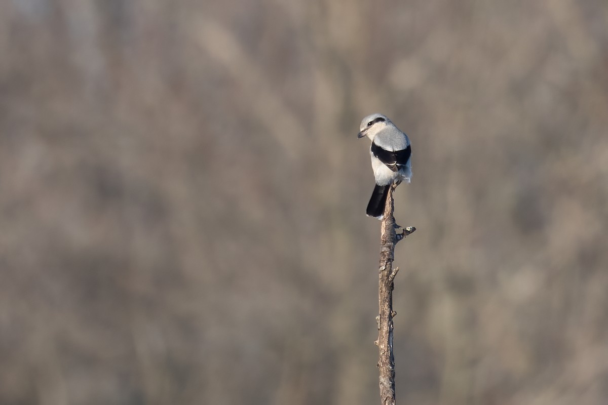 Northern Shrike - ML389051791