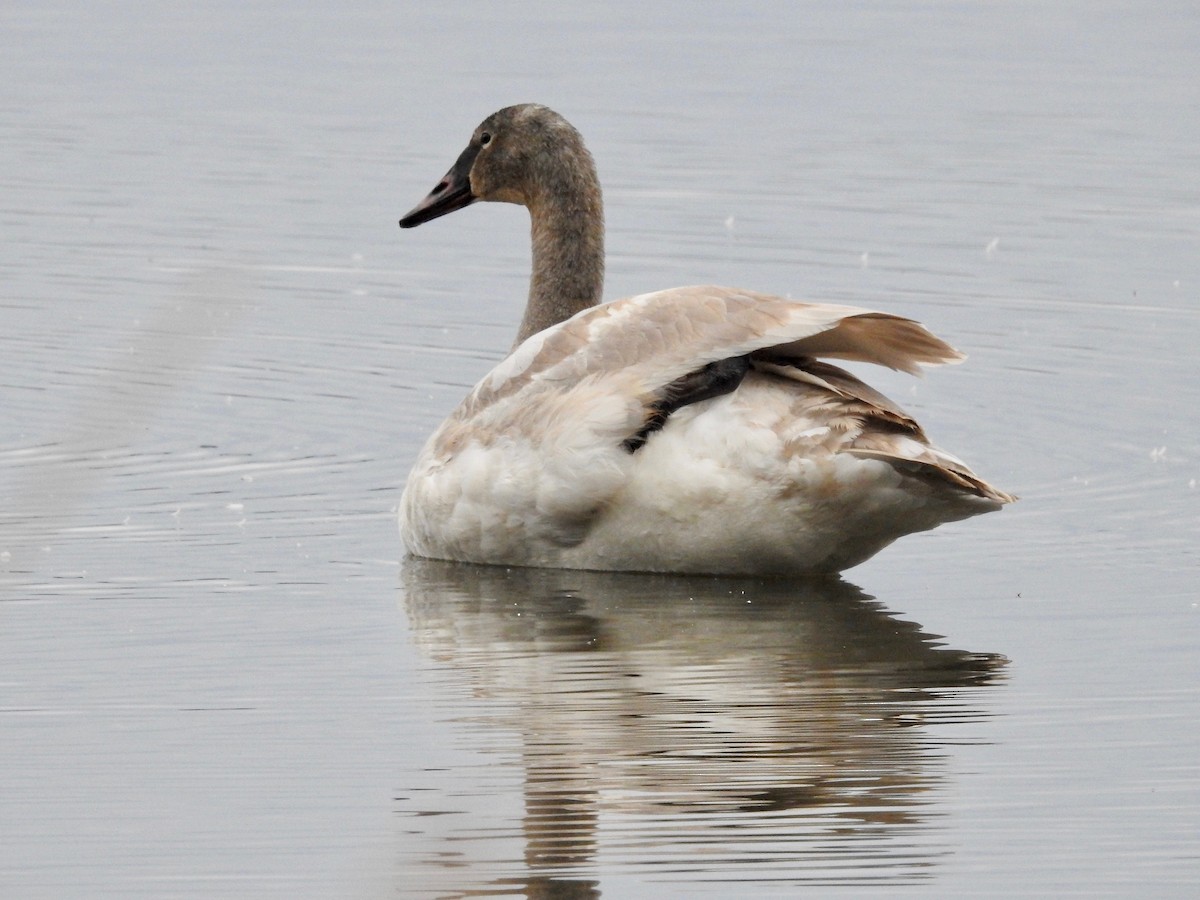 Trumpeter Swan - Claire Caron